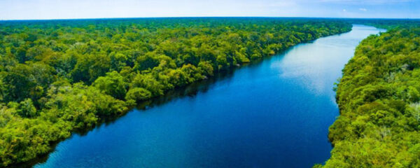 Forêt amazonienne