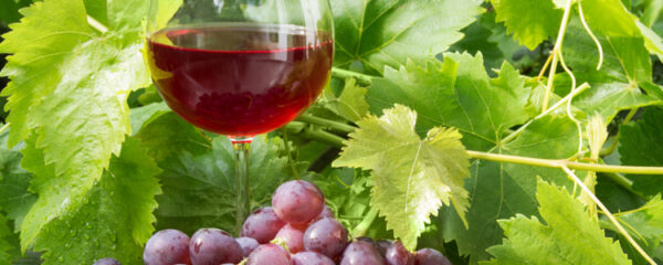 vin bio