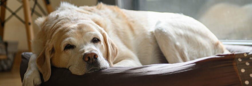 calmer le chien