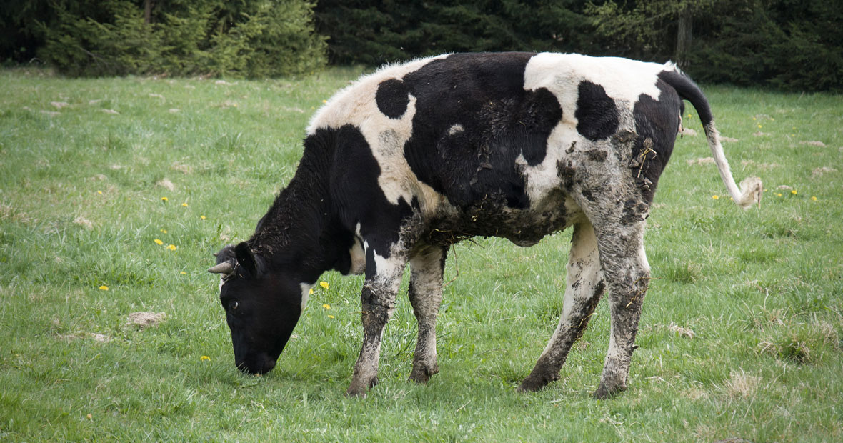 Les diarrhées du veau